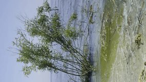 Vertical video, Floating debris has reached Black Sea beaches in Odessa, Ukraine. Environmental disaster caused by explosion of Kakhovka Hydroelectric Power Plant dam, close up
