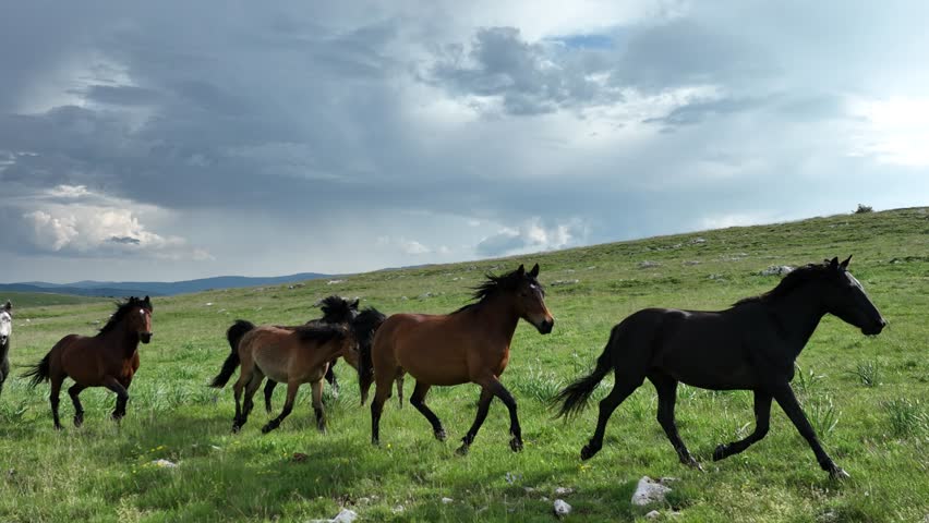 Epic Aerial Over Large Herd Of Wild Horses Running Galloping In Wild Nature Slow Motion Through Meadow Golden Hour Horse Breeding Ecology Exploration Power and Endurance Concept 4K | Shutterstock HD Video #1105108865