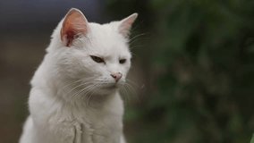 Close-up portrait of a street homeless white cat. White street cat close-up. a street homeless white cat portrait. horizontal orientation video
