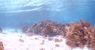 school of chromis fish on the pristine and beautiful shallow reefs of bonaire