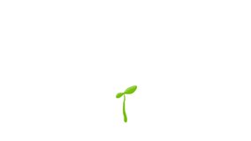 Growing Green Sapling Time Lapse 2D Video Animation. Frame by frame hand drawn animation about seed growing.