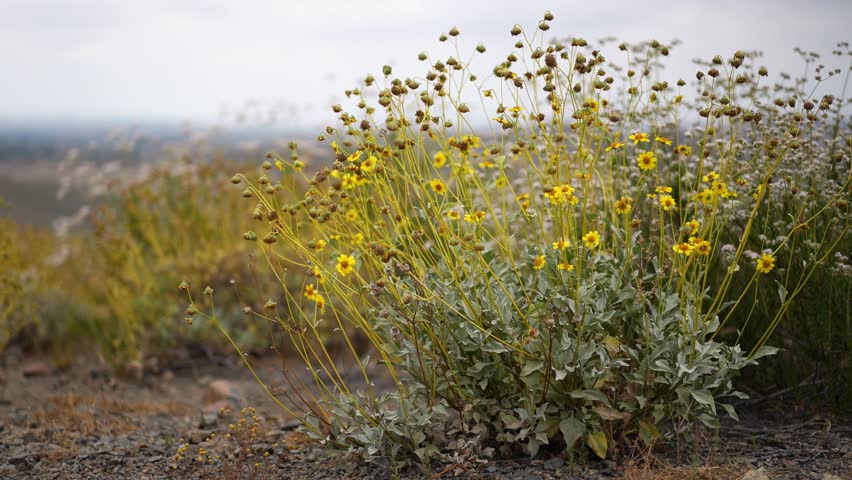 Closeup view of Brittlebush flowers, in the hills of Lake Elsinore, California.
