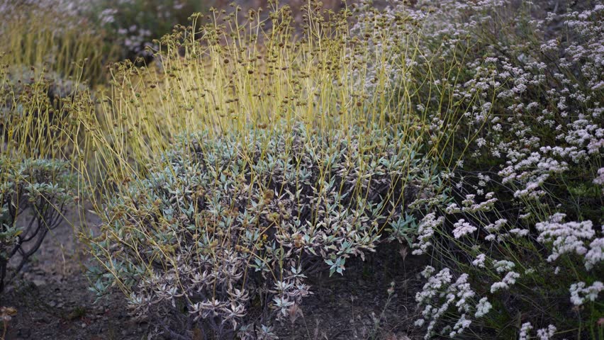 Turning view of Brittlebush after the flowers have dried up, in the hills of Lake Elsinore, California.