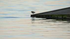 Sandpiper is looking for food on a wooden bridge. Slow motion (120 frames per second). Reflection and ripples on the water. The common sandpiper (Actitis hypoleucos) is a small Palearctic wader.