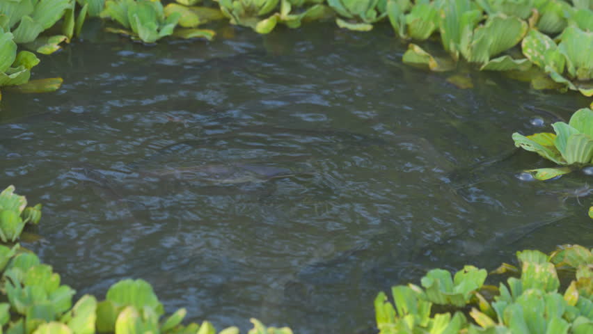 Catfish in nature pond and green plants