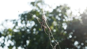 A close-up video shows the the spider clings to the web to trap its prey.
