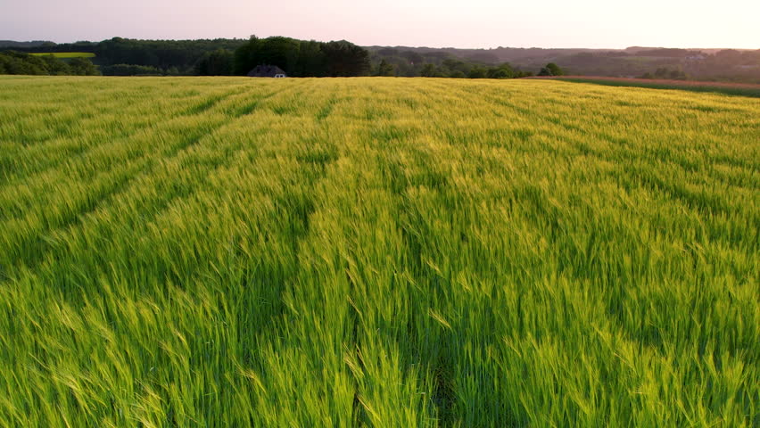 Agricultural farm bathed in warm, golden hues of a breathtaking sunset