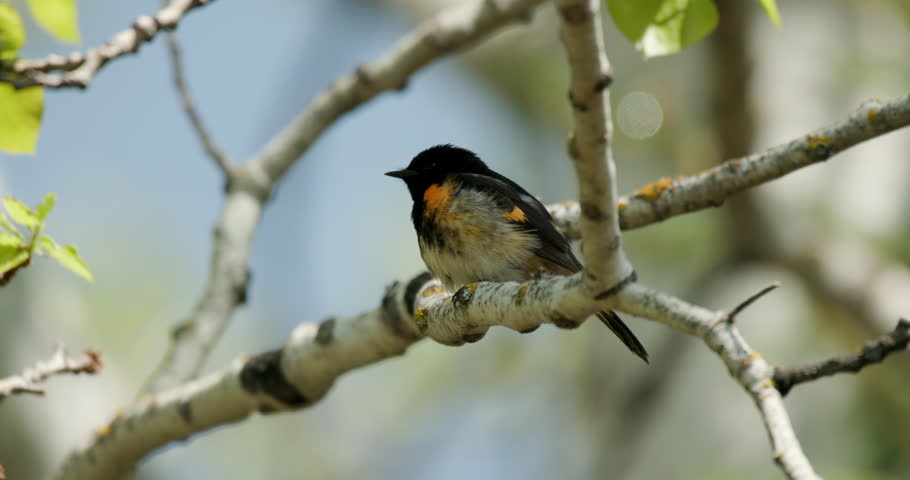 American Redstart Male Calling Communicating Chirping Song in Forest in Spring