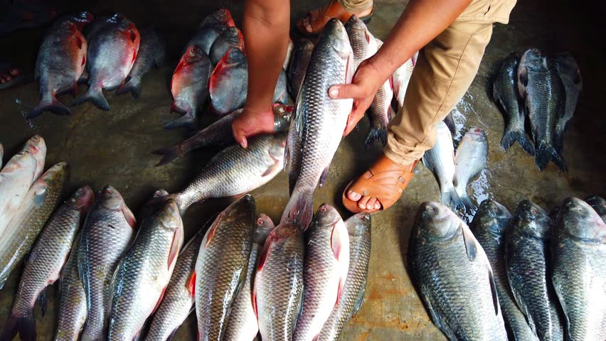 lots of rohu and catla carp fish sale in Indian fish market