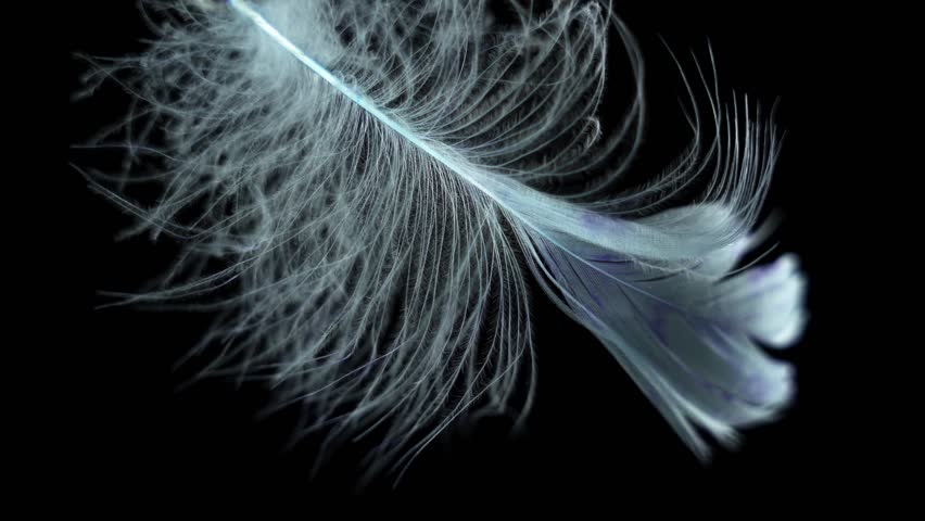 Slow motion feather background. Macro. Close up. White fluff in black background
