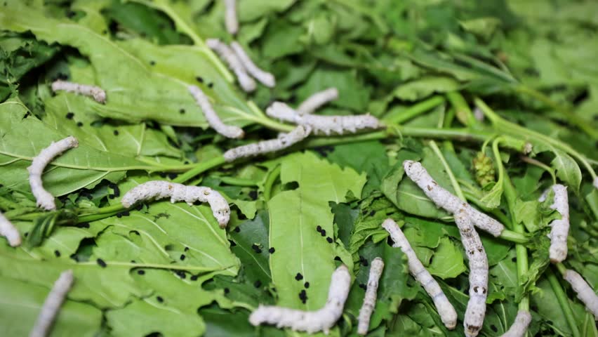 4K video of Bombyx mori or silkworms eating green mulberry leaves, silk cocoon harvest and process, close-up view. Royalty-Free Stock Footage #1105138363
