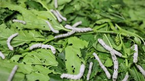 4K video of Bombyx mori or silkworms eating green mulberry leaves, silk cocoon harvest and process, close-up view.