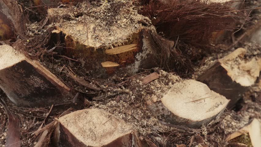 Hemp after cutting date palm leaves