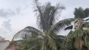 video of coconut tree swaying in the wind