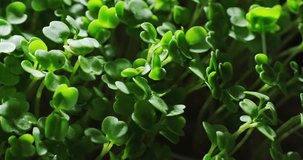 Arugula microgreens growing in the sunlight, micro green baby sprouts, close up video clip, vitamin salad superfood, slow motion 4k footage