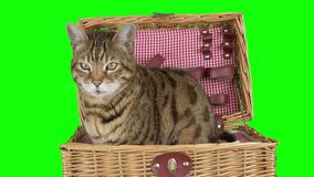 Bengal cat in a picnic basket on green screen isolated with chroma key. Cat sitting inside a picnic basket looking around then jumps out