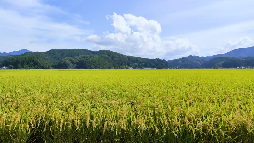 Ear of rice swaying in the wind in 
japanese paddy field Royalty-Free Stock Footage #1105146567