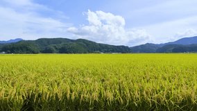 Ear of rice swaying in the wind in 
japanese paddy field - Powered by Shutterstock - Get 15% off with code: PIKWIZARD15