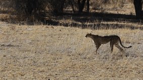 Cheetah walking in the dry grass field.