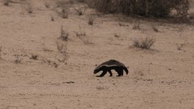  a Honey badger on the move