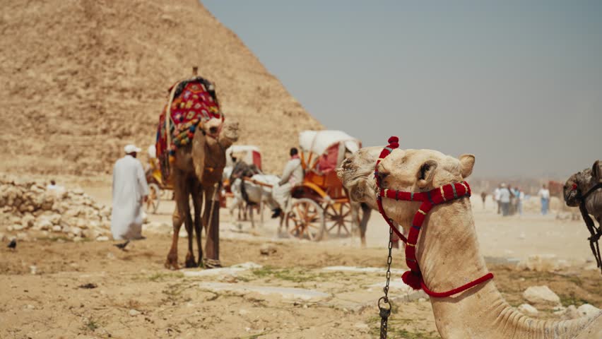 Camels bedouins man tourists riding on camel with carriage in Sahara desert near pyramid Giza, Cairo Egypt. UNESCO World Heritage. Touristic famous place sightseeing tourism travel wanderlust concept.