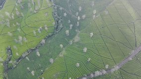 Aerial high altitude top down view of green tea plantation in the foggy morning. Beautiful pattern of tea plantation from high altitude - 4K Aerial drone shot