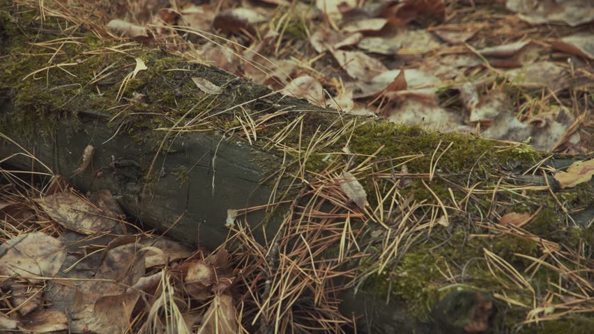 Dry and Rotten Tree Trunk Covered with Moss, Yellow Leaves, Pine Needles. Pan. The concept of Autumn, Autumn Forest, Falling Temperature