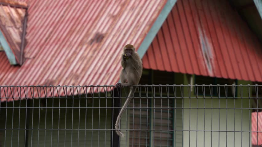 Young crab-eating macaque, long-tailed macaque (macaca fascicularis), perched on top of the metal fence in the housing area, holding and eating its precious small coconut and suddenly walk away.