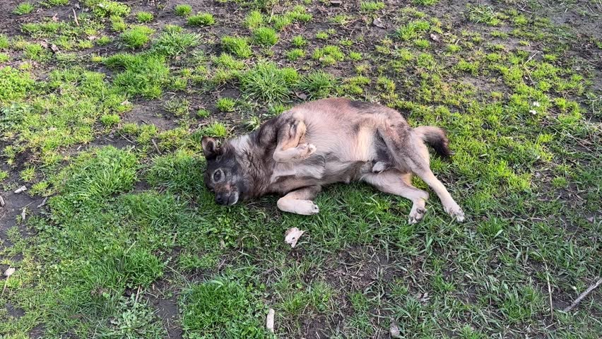 A big dog rolls and plays on the ground