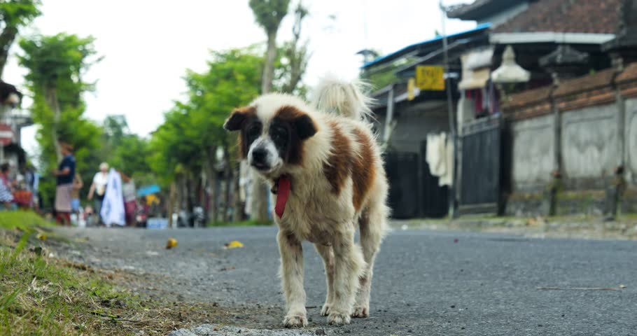 Slow motion handheld shot of an asian stray collie on the streets of bali in indonesia with a red collar and dirty unkempt fur | Shutterstock HD Video #1105160121