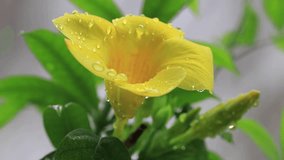 Large yellow flowers with rain drops - slow motion video 