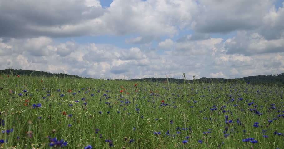 Cumulus clouds over the cornflower field