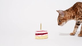 Cute and curious bengal kitten smells birthday cake studio shooting. Anniversary and holiday concept video