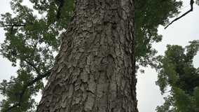 Abstract tree root texture. Slow motion HD nature footage. - Powered by Shutterstock - Get 15% off with code: PIKWIZARD15