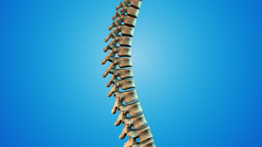5,576 Backbone Stock Videos