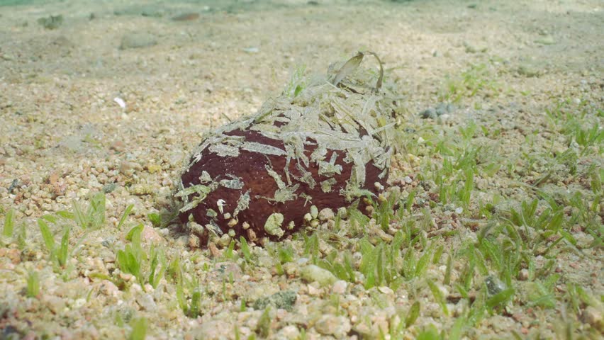 Orbit shot of Black Teatfish, Holothuria (Microthele) nobilis lies on seabed with pebbles and wilted seagrass leaves glued to itself for camouflage on sunny day in sun glare, Camera moves around the Holothuria