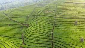 Beautiful tea plantations in Wonosobo, Central Java, Indonesia. Aerial view of green tea plantation on the mountain slope in the morning - 4K drone shot
