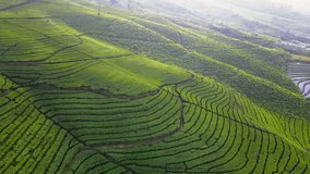 Aerial view of beautiful terraced green tea plantation on the hill slide in the morning. Sunlight hit the plantation. Tambi tea plantation, Wonosobo, Central Java, Indonesia