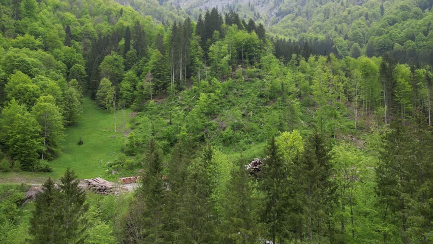 Shady tall trees in a forest on the shore of lake Klöntalersee, Glarus Canton, Switzerland