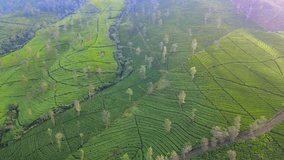 Bird eye drone shot of terraced green tea plantation on the mountain slope in the morning. Aerial view of tea plantation. Wonosobo, Central Java, Indonesia - 4K aerial view