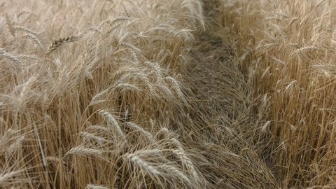 Camera movement along paths in wheat field