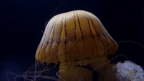 4K HD video of Sea Nettles, Chrysaora fuscescens, a common free-floating scyphozoan that lives in the East Pacific Ocean from Canada to Mexico
