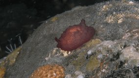 A juvenile nudibranch crawls at night over a stone lying on the bottom of a tropical sea. 
Forsskal's Pleurobranch (Pleurobranchus forskalii) 300 mm, adult: deep maroon with white circles.