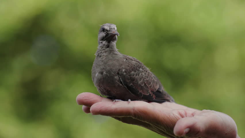 baby dove in hand on a green nature background