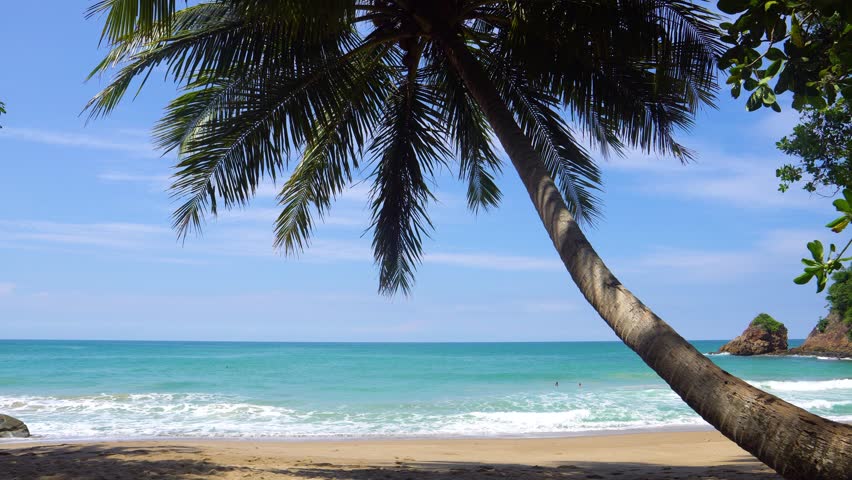 Palm trees beach. Coconut palm trees green row against sun cloud. Silhouette palm trees swaying wind sunshine through leaves blue sky background. Copy space