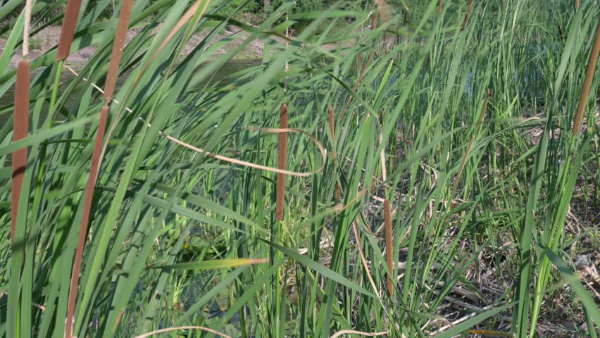 Video of reeds growing on the banks of the river in windy weather.