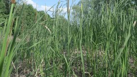 Video of reeds growing on the banks of the river in windy weather.