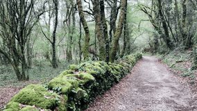 POV video of walking along  beautiful path in forest, trees covered with moss