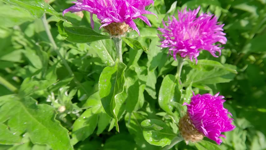 Blooming of Celestial cornflowers  (Centaurea dealbata). Fresh green scene of botanical garden with Compositae family plants. Beautiful floral background. 4K video (Ultra High Definition). Royalty-Free Stock Footage #1105185307