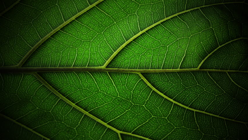 Agricultural technologies for growing plants and scientific research in the field of biology and chemistry of nature. Living green leaf with scientific data . Organic digital background Royalty-Free Stock Footage #1105185623